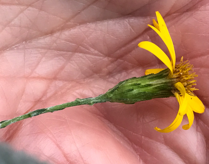 Pityopsis graminifolia, Narrowleaf Silkgrass, Grassleaf Goldenaster