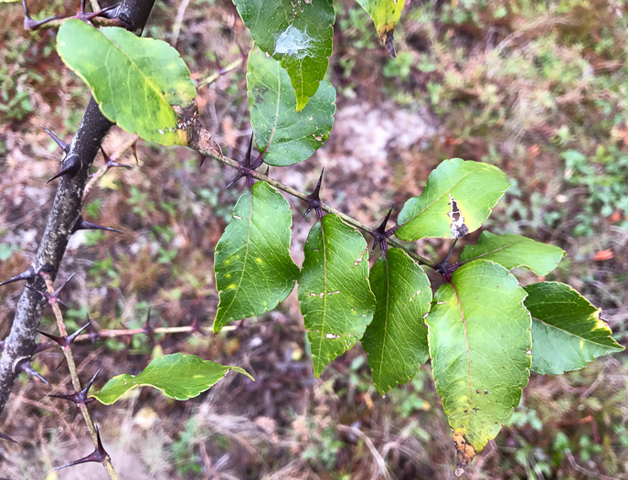 image of Zanthoxylum clava-herculis, Southern Toothache Tree, Hercules-club, Sea-ash, Southern Prickly-ash