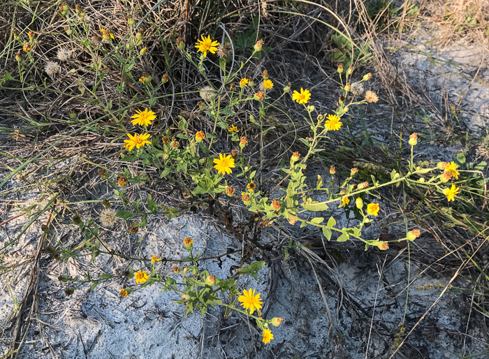 image of Heterotheca subaxillaris, Camphorweed