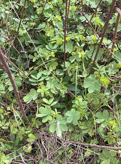 image of Senna obtusifolia, Coffeeweed, Sicklepod