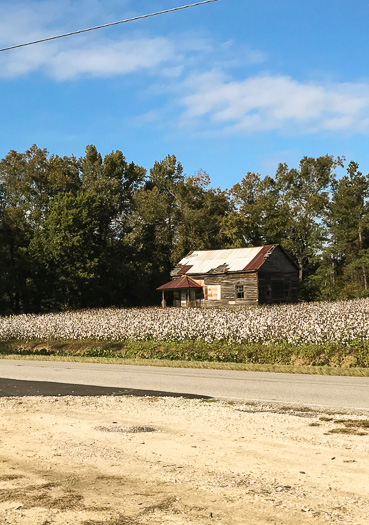 image of Gossypium hirsutum, Upland Cotton, Short-staple Cotton