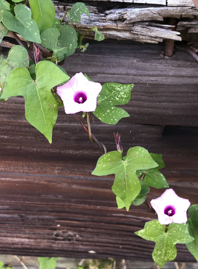 image of Ipomoea triloba, Little-bell