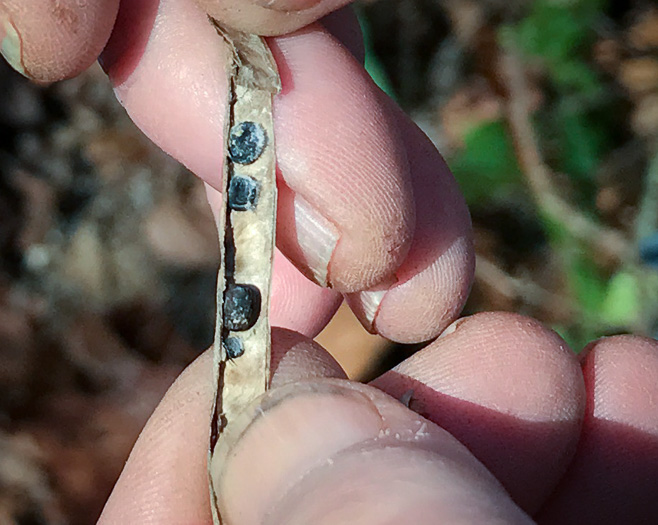 image of Thyrsanthella difformis, Climbing Dogbane