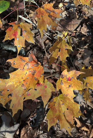 image of Acer floridanum, Southern Sugar Maple, Florida Maple