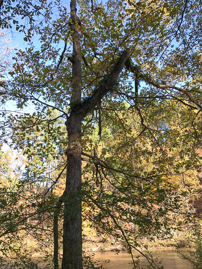 image of Quercus lyrata, Overcup Oak