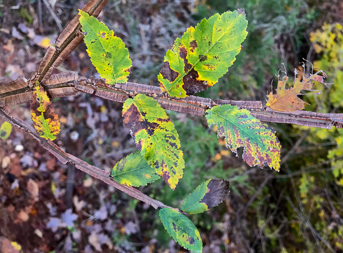 image of Ulmus alata, Winged Elm