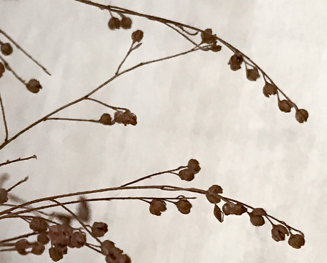 image of Lechea tenuifolia, Narrowleaf Pinweed