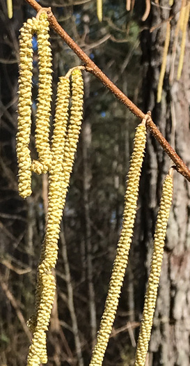 image of Corylus americana, American Hazelnut, American Filbert