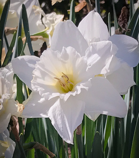 image of Narcissus ×incomparabilis, Nonesuch Daffodil