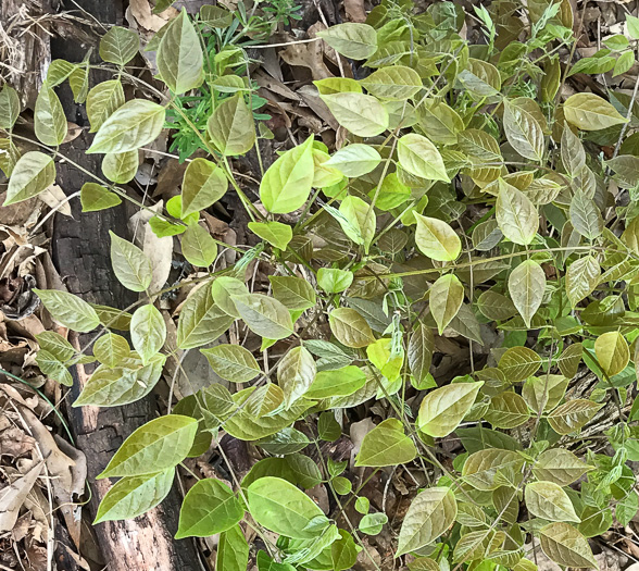 image of Wisteria sinensis, Chinese Wisteria