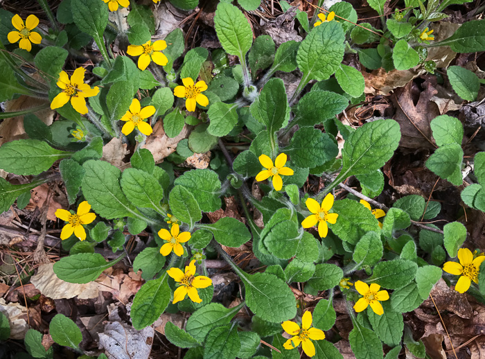 image of Chrysogonum repens, Carolina Green-and-gold