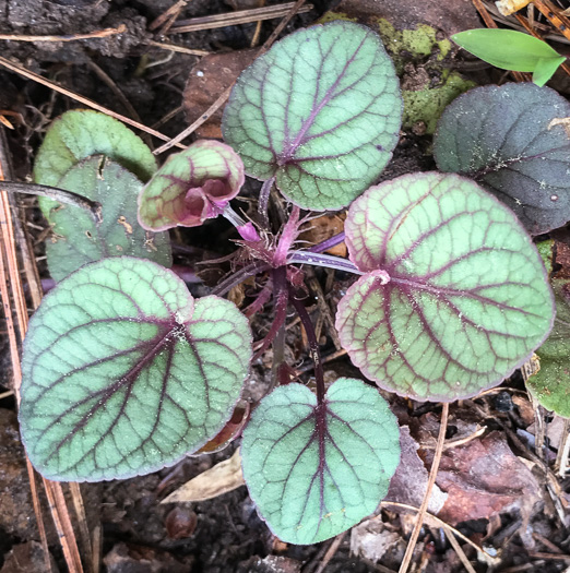 image of Viola walteri, Walter's Violet, Prostrate Blue Violet