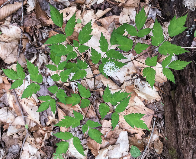 image of Actaea pachypoda, Doll's-eyes, White Baneberry, White Cohosh