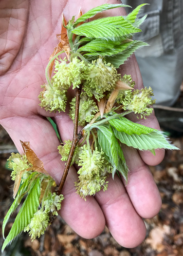 image of Fagus grandifolia +, American Beech