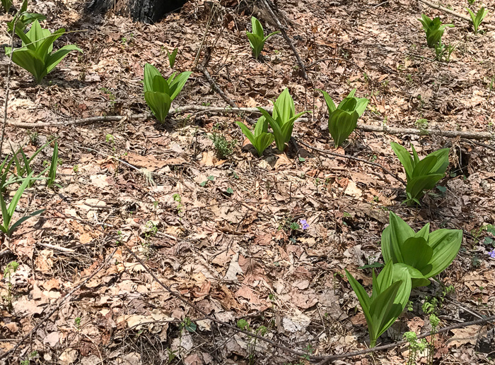 image of Melanthium parviflorum, Mountain Bunchflower, Small-flowered Hellebore, Small False Hellebore, Appalachian Bunchflower