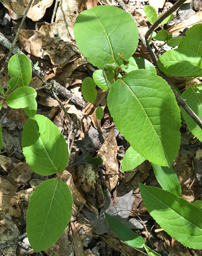 image of Viburnum cassinoides, Northern Wild Raisin, Witherod, Shonny Haw, Shawnee Haw