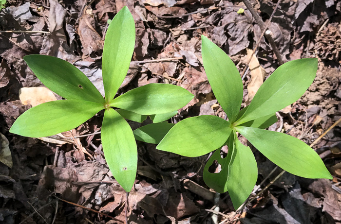 image of Lilium michauxii, Carolina Lily, Michaux’s Lily