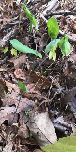 image of Uvularia perfoliata, Perfoliate Bellwort