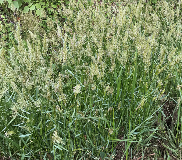 image of Anthoxanthum odoratum, Sweet Vernal Grass