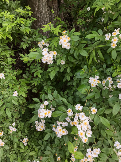 image of Rosa multiflora, Multiflora Rose