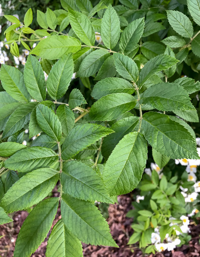 image of Rosa multiflora, Multiflora Rose