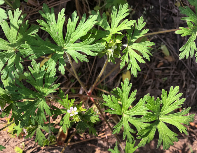 image of Geranium carolinianum, Carolina Cranesbill