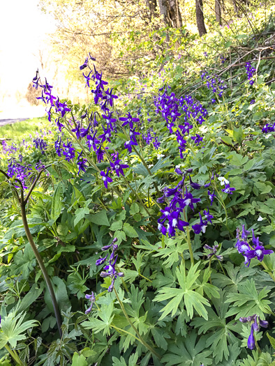 Delphinium tricorne, Dwarf Larkspur