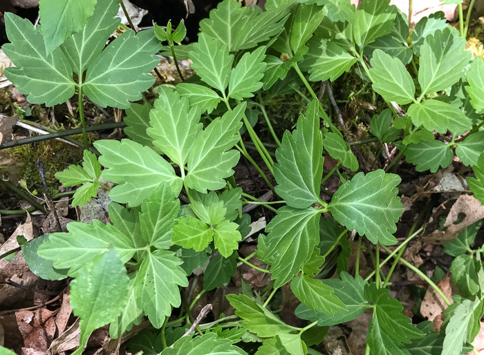 image of Cardamine angustata, Eastern Slender Toothwort