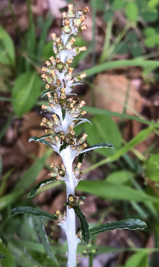 image of Gamochaeta purpurea, Spoonleaf Purple Everlasting, Purple Cudweed