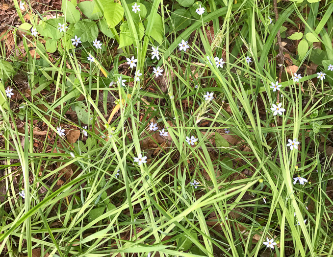 image of Sisyrinchium angustifolium, Narrowleaf Blue-eyed-grass, Stout Blue-eyed-grass