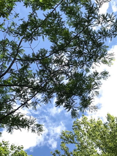 image of Gleditsia triacanthos, Honey Locust