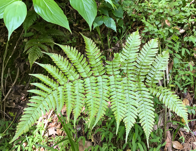 image of Dryopteris erythrosora, Autumn Fern, Japanese Red Shield-fern, Japanese Shield-fern