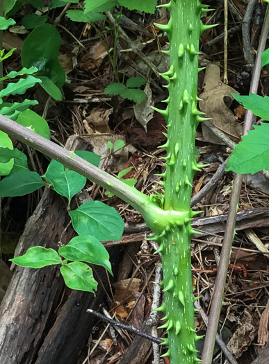 image of Aralia spinosa, Devil's Walkingstick, Hercules-club, Prickly Aralia, Prickly-ash