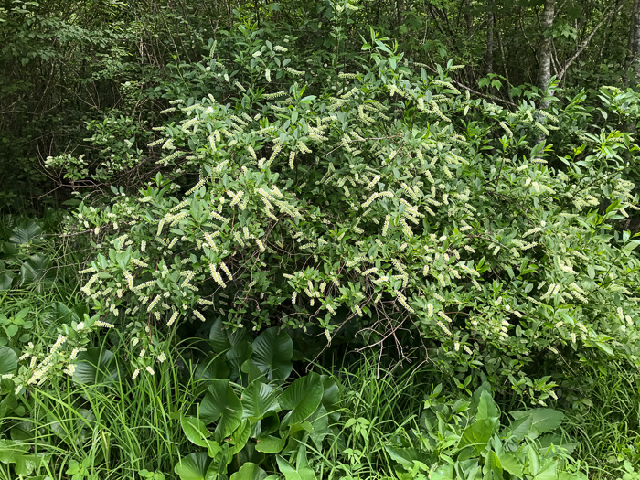 image of Itea virginica, Virginia Sweetspire, Virginia-willow