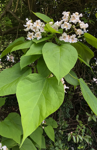 image of Catalpa speciosa, Northern Catalpa, Indian Cigar Tree, Catawba Tree