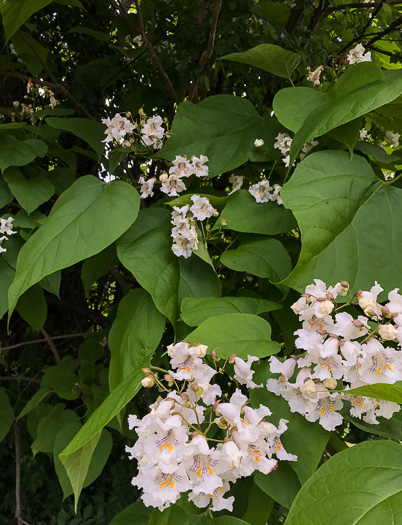 image of Catalpa speciosa, Northern Catalpa, Indian Cigar Tree, Catawba Tree