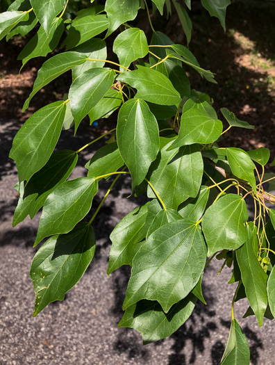 image of Acer buergerianum, Trident Maple