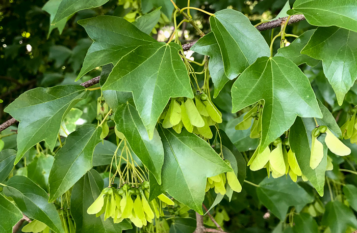 image of Acer buergerianum, Trident Maple