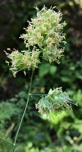 image of Dactylis glomerata, Orchard Grass