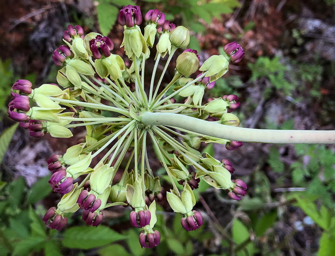 image of Asclepias amplexicaulis, Wavyleaf Milkweed, Clasping Milkweed, Sand Milkweed, Blunt-leaved Milkweed