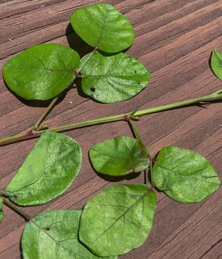 image of Desmodium lineatum, Matted Tick-trefoil, Sand Tick-trefoil