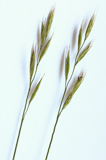 image of Danthonia spicata, Poverty Oatgrass, Moonshine Grass, 'Curly Dan'