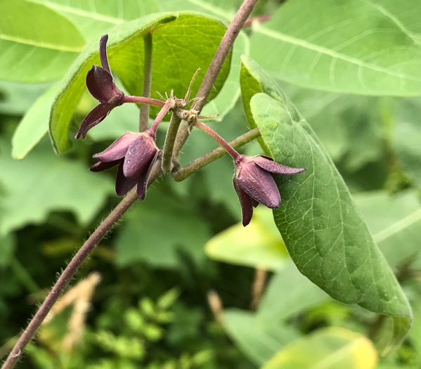 image of Matelea carolinensis, Carolina Spinypod, Climbing Milkweed, Climbing Milkvine, Maroon Carolina Milkvine