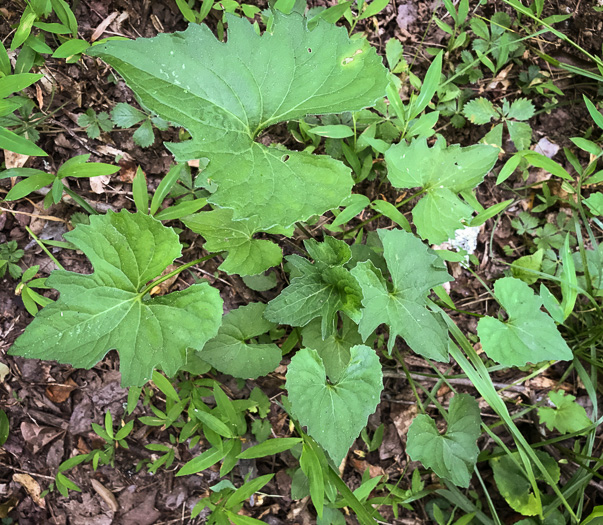 image of Viola palmata var. palmata, Wood Violet, Southern Three-lobed Violet