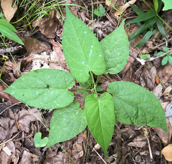 image of Endodeca serpentaria, Turpentine-root, Virginia Snakeroot, Serpent Birthwort