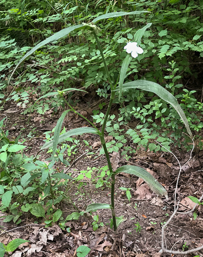 image of Tradescantia subaspera, Zigzag Spiderwort, Wide-leaved Spiderwort