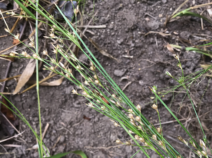 image of Juncus tenuis, Path Rush, Poverty Rush, Slender Rush