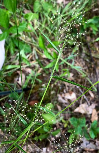 image of Dichanthelium sphaerocarpon, Round-fruited Witchgrass, Roundseed Witchgrass