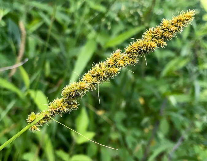 image of Carex vulpinoidea, Fox Sedge