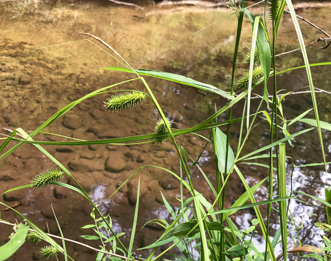 image of Carex lurida, Sallow Sedge